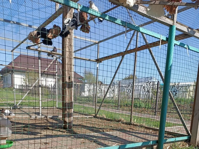 Летом голуби летают в вольерах | Источник: личный архив Андрея Никитина
