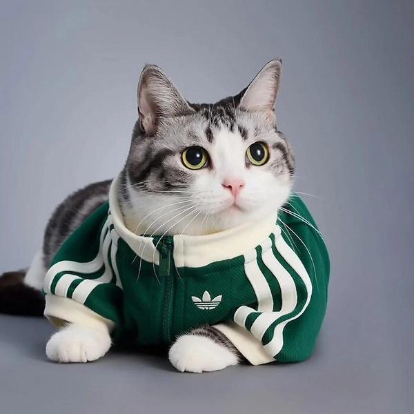 Источник: Adidas China / соцсети