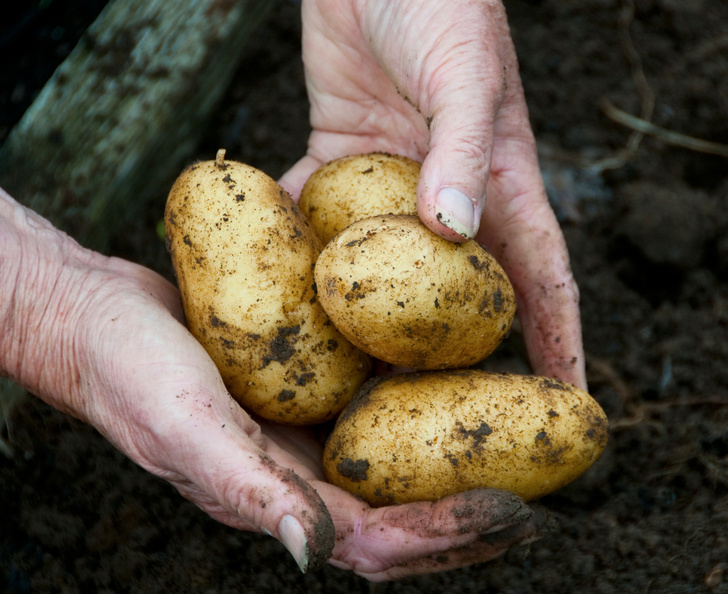 Сам борется с болезнями: ученые нашли у картофеля новый ген развития клубней
