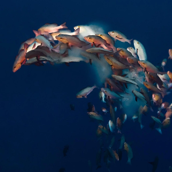 Финалист в номинации «Охрана среды: надежда» | Источник: Simon Lorenz / Ocean Photographer of the Year 2025