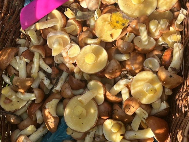 Даже на фото грибы выглядят аппетитно  | Источник: «Грибы. Грибники Омска и Омской области» / vk.com