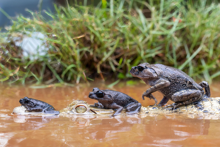 Лягушки поймали попутку в индонезийском пруду