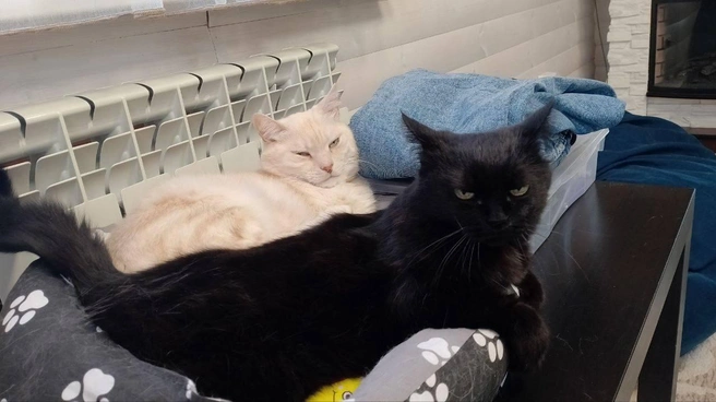 Удобная лежанка, теплая батарея и приятная компания&nbsp;— всё, что необходимо в холода | Источник: читательница НГС Светлана