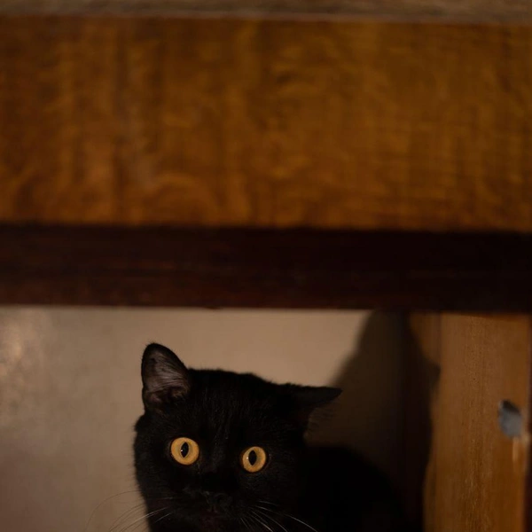 Источник: Елена Гасанова