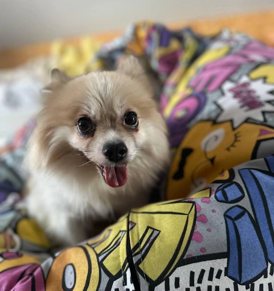 Сейчас местные жители хотят найти того, кто выбросил собаку | Источник: Ксения Фридель