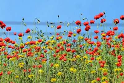 Tulips in the Volgograd Steppe: Admire, but Don't Pick