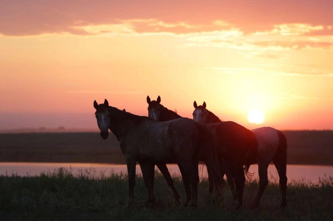 Источник: Великокняжеский конный завод / Vkzhorse.com