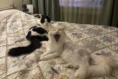 Мурманские мейн-куны нашли семью после потери хозяев