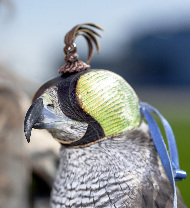 Авиационные орнитологи: ястреб спасает самолеты | Публикации | Вокруг Света