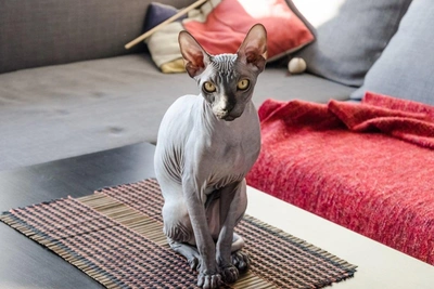 К чему снятся кошки: значения снов о конфликтах и спокойствии