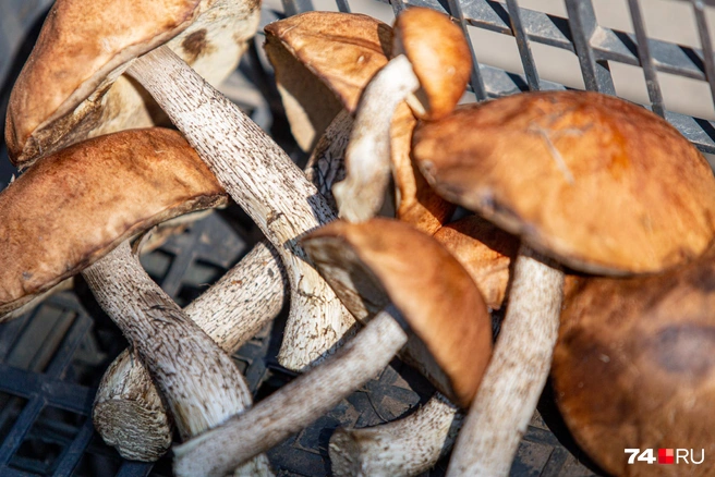 Отличное время для «тихой охоты» | Источник: Илья Бархатов / 74.RU