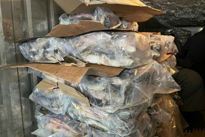 Полиция Коми задержала 13 тонн немаркированной рыбы