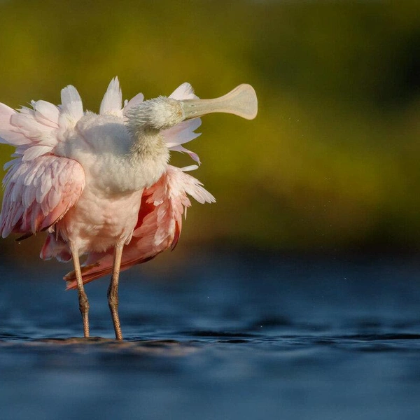 Один из снимков победителя в номинации «Портфолио» | Источник: Petr Bambousek / Bird Photographer of the Year 2018