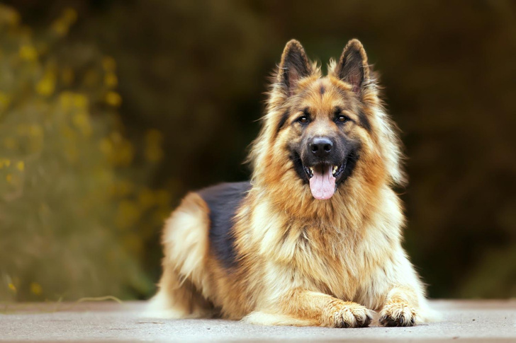 Почему у большинства собак карие глаза, а не желтые, как у волков? Ответ вас удивит