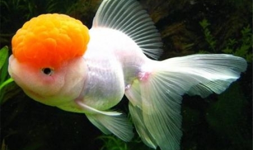 Петербургские ученые открыли на примере золотых рыбок функцию опухолей в организме человека