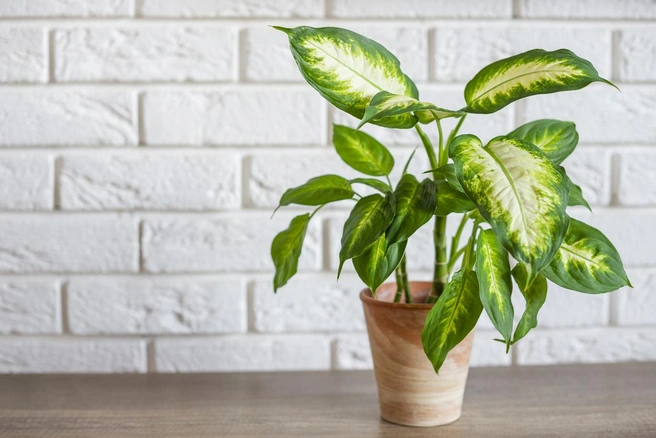 Источник: Damian Pawlos / iStock