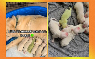 Случай редкий, но не уникальный: у самки золотистого ретривера родился зеленый щенок