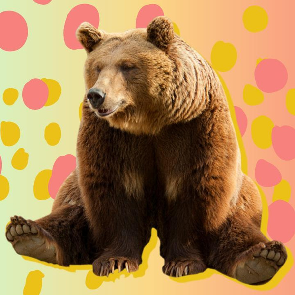 [тест] Какой ты медведь — плюшевый, мармеладный или гризли? 🐻