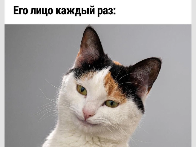Любуется зрелищем, так сказать | Источник: Городские медиа