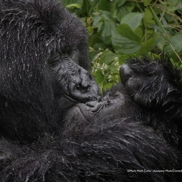 Источник: Nikon Comedy Wildlife Awards