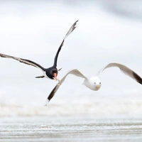 Подведены итоги конкурса Scottish Nature Photography Awards 2025: полюбуйтесь на лучшие снимки дикой природы Шотландии