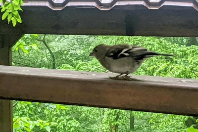 Сочинцев просят принять участие в учёте воробьев