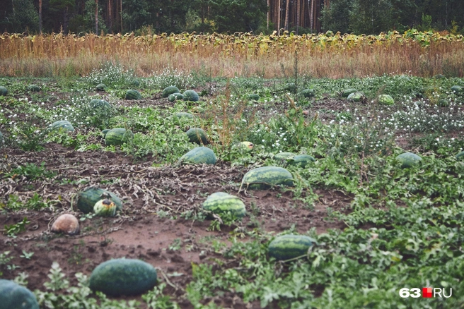 Представьте себе: арбузы до самого горизонта! Мечта! | Источник: Роман Данилкин / 63.RU