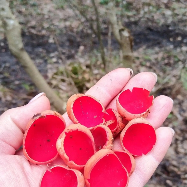 Источник: Антон Кубышкин / Грибы и Грибники СПб