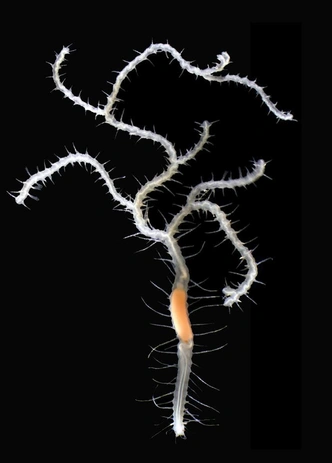Источник: Maria Teresa Aguado and Guillermo Ponz-Segrelles; Organisms Diversity &amp; Evolution