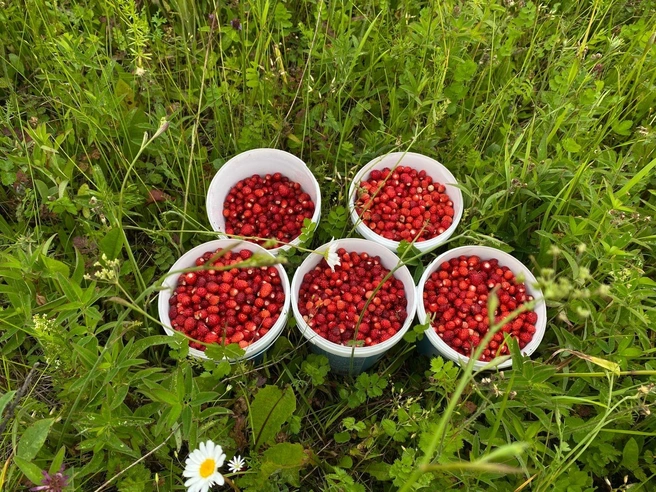 Но там же под Ачитом полно ягод | Источник: «Дары лесов Урала» / Vk.com