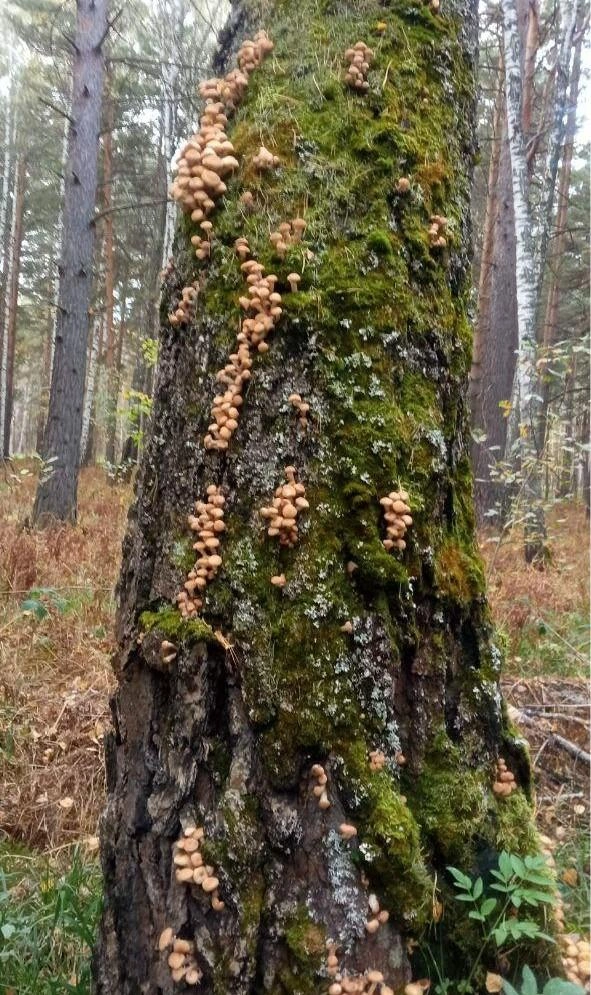 Посмотрите, как опята разрослись по всему дереву!  | Источник: читатель 72.RU