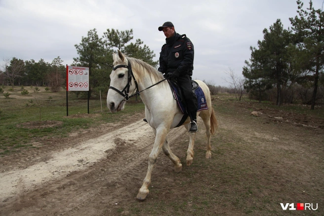 Рабочий день кавалеристов и их напарников начинается с раннего утра  | Источник: Мария Часовитина