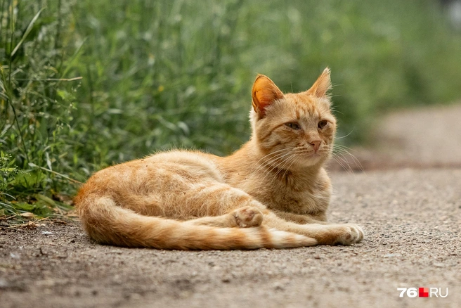 Коты охотно обживают зеленые дворы и заросшие участки | Источник: Александр Куренной / 76.RU