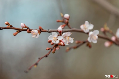 Цветущий Ярославль: где искать сакуру и тюльпаны