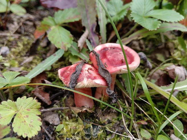 Источник: Наталия Пирожкова / Дары лесов Урала. Грибы Екатеринбурга и области / Vk.com