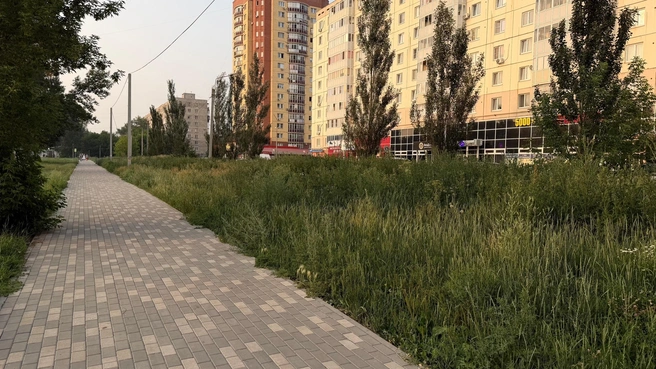 Трава ростом с человека | Источник: Юлия Тесленко / vk.com