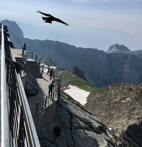 В Альпах можно увидеть грифов с гигантским размахом крыльев