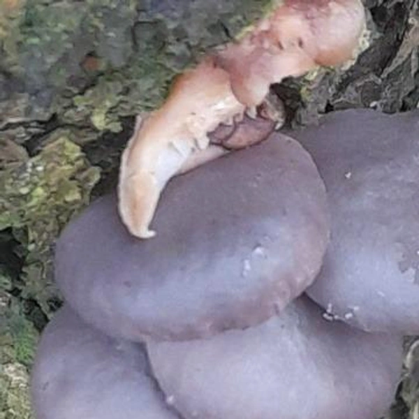 А эти экземпляры собрали под Красногорском | Источник: Алексей Попов / Грибы в Подмосковье 2025 / VK.com