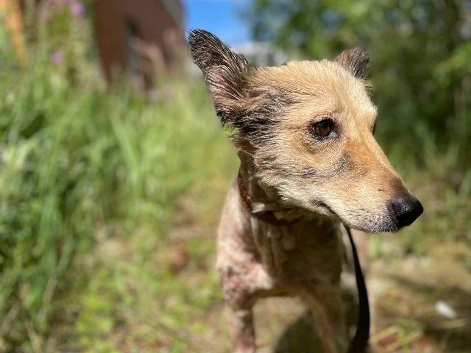 Была пушистой красавицей: тюменцы спасают собаку, которая обожгла все тело гудроном и едва не погибла
