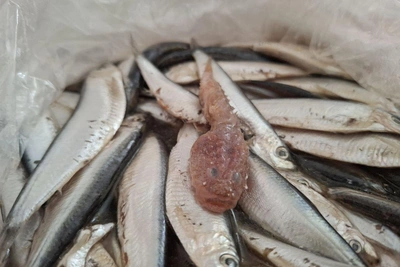 Жуткое существо в кильке: съедобно или нет?