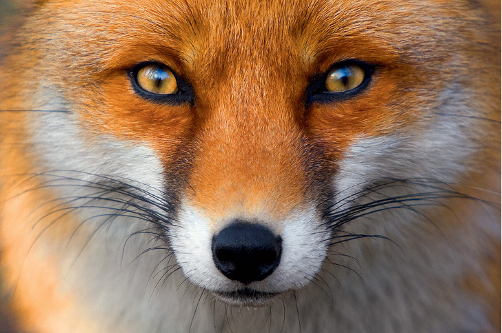 Как лисы стали привычными дикими спутниками человека | Вокруг Света
