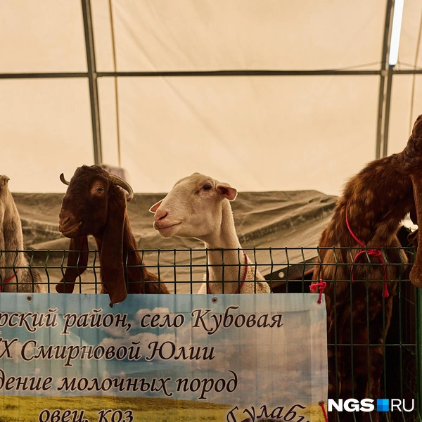 Обаятельные козочки | Источник: Александр Ощепков / NGS.RU