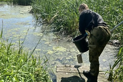 Тревога из-за вони и мора рыбы на озере Ягодное