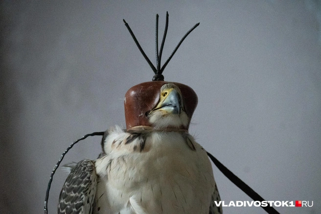 Источник: Елена Буйвол / VLADIVOSTOK1.RU