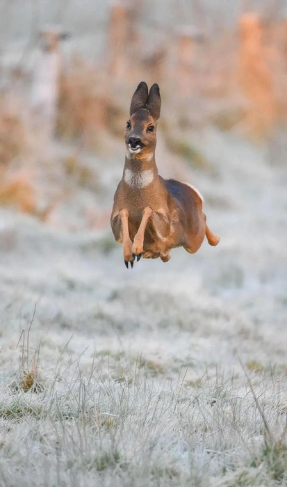 Источник: Jeremy Duvekot / Nikon Comedy Wildlife Awards 2025