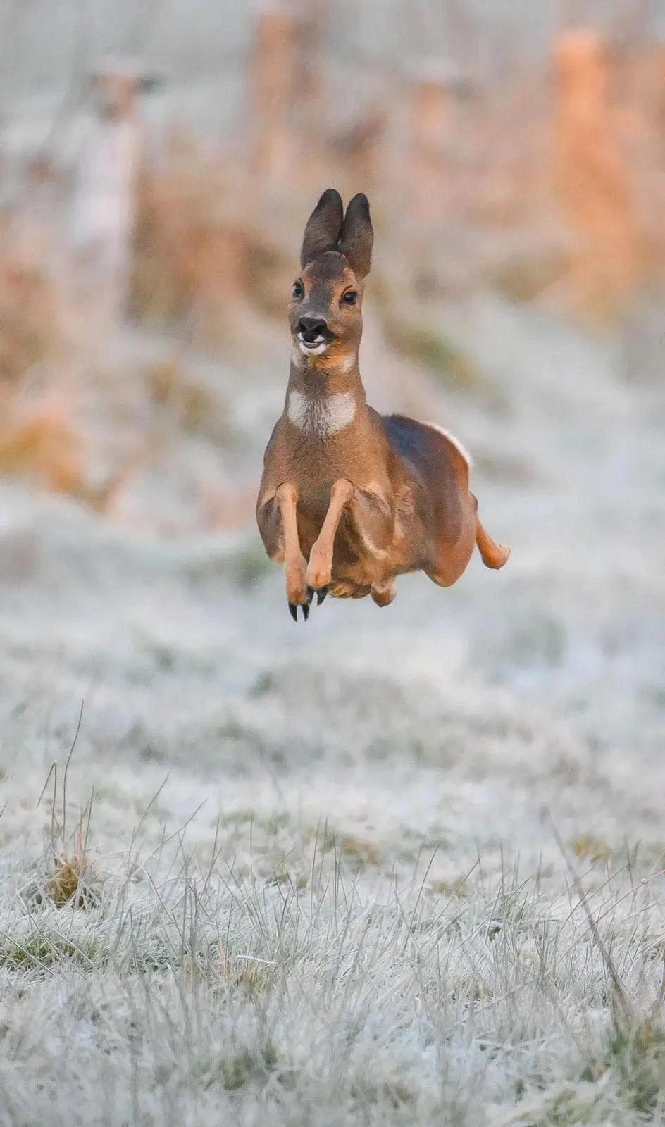 Источник: Jeremy Duvekot / Nikon Comedy Wildlife Awards 2025