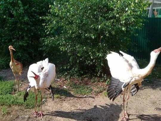 В заповеднике выводят птенцов исчезающего журавля-стерха | Источник: Соцсети Окского заповедника
