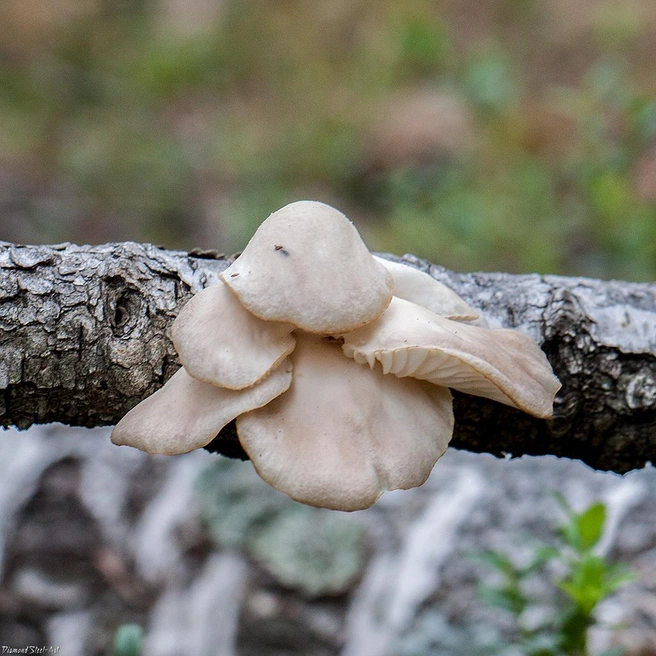 Вешенка растет на ольхе, березе, осине, тополе, иве | Источник: mycology.su