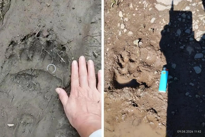 В окрестностях Артыбаша и Телецкого озера в августе местные жители регулярно находили следы медведей | Источник: Евгения Красникова
