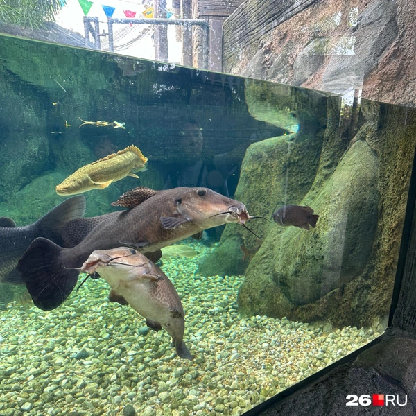 River Wonders в Сингапуре | Источник: Габриелла Захарова / 26.RU